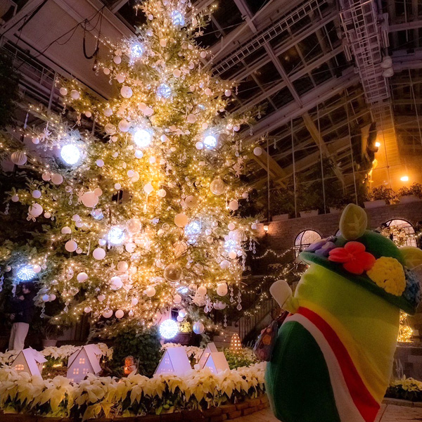『フラワーイルミネーション』クリスマスツリー大きいね!