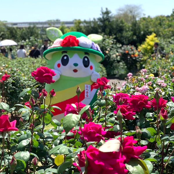 ふらまるローズガーデンにて。バラの花が見頃です!