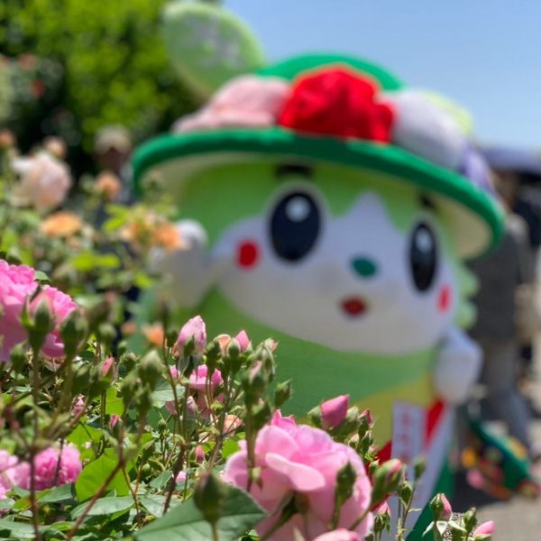 ふらまるローズガーデンにて。バラ越しのふらまる♪