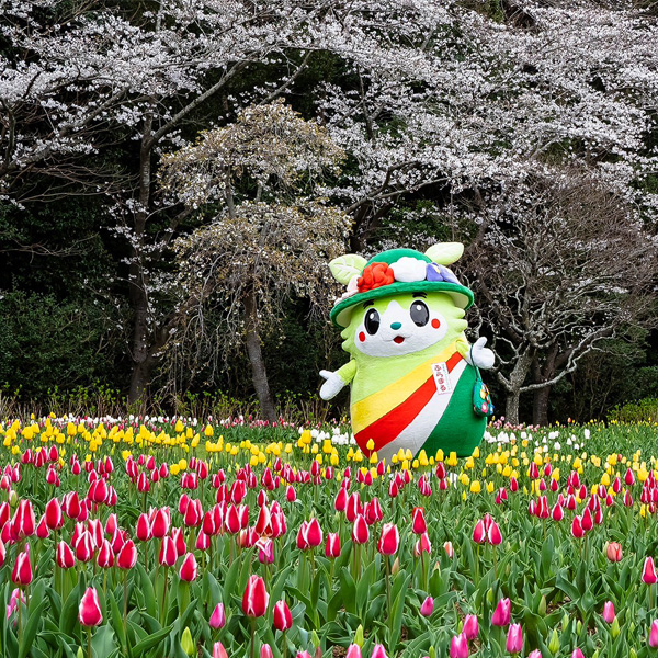 見頃を迎えたソメイヨシノ