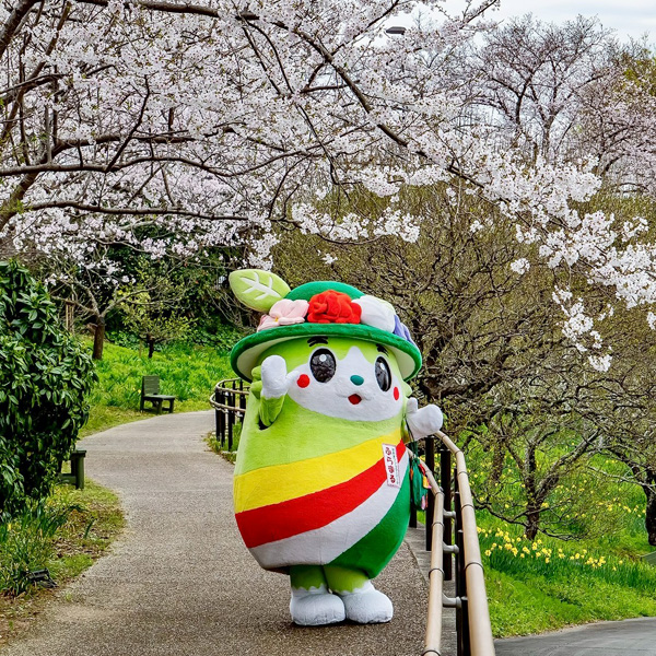 見頃を迎えたソメイヨシノ