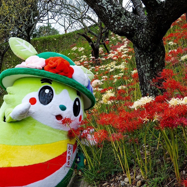 彼岸花が見頃です。