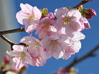 浜名湖桜