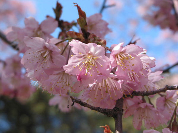 雛桜