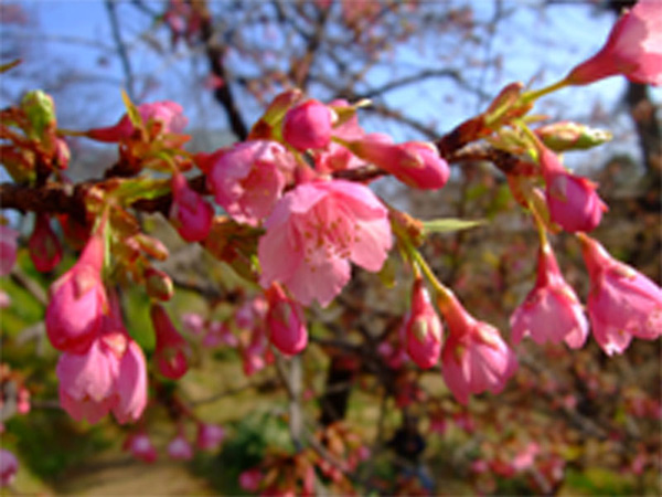 舘山寺桜