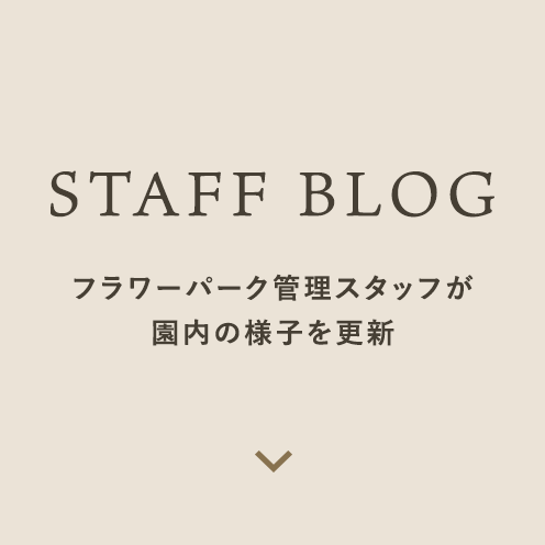 STAFF BLOG フラワーパーク管理スタッフが園内の様子を更新